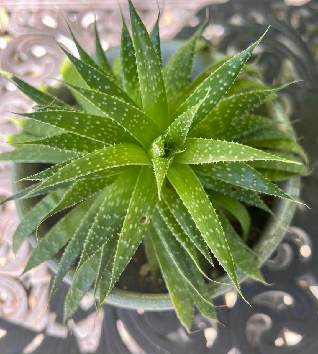 lace aloe succulent Aloe Aristaloe Aristata "Lace Aloe" – ILoveTus Succulents