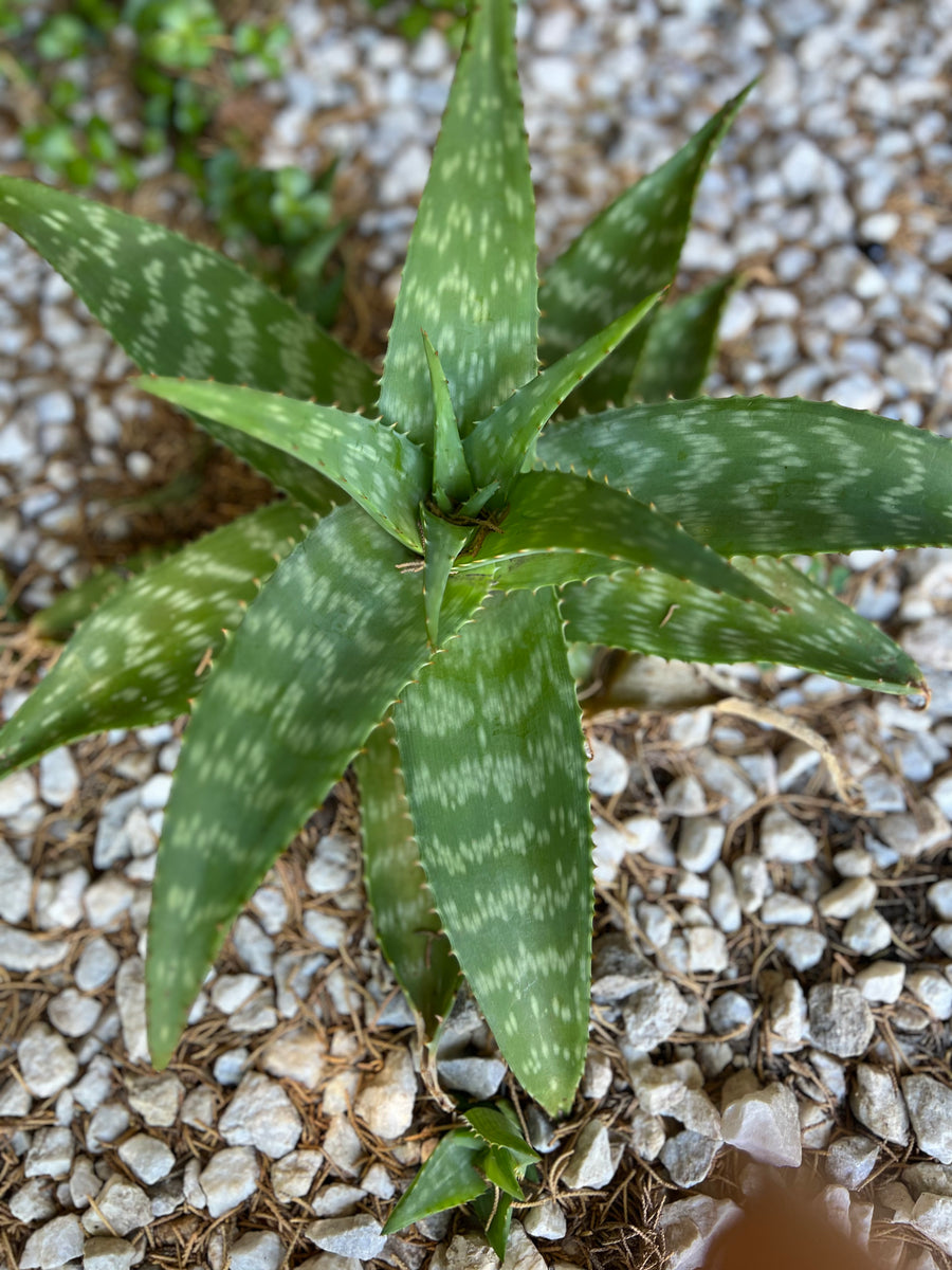 Aloe Maculata 