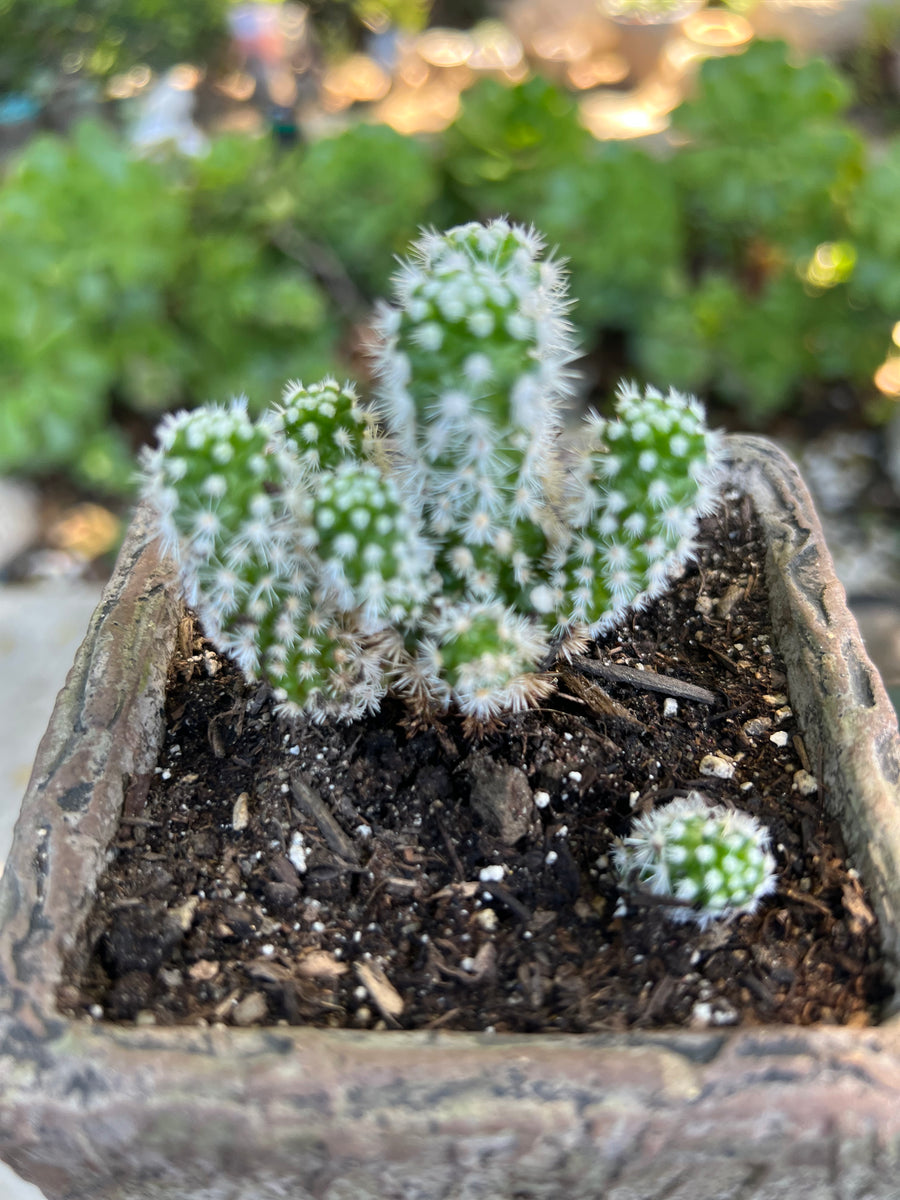 Mammillaria Gracilis F Monstruosa “Arizona Snowcap” Cactus – ILoveTus  Succulents