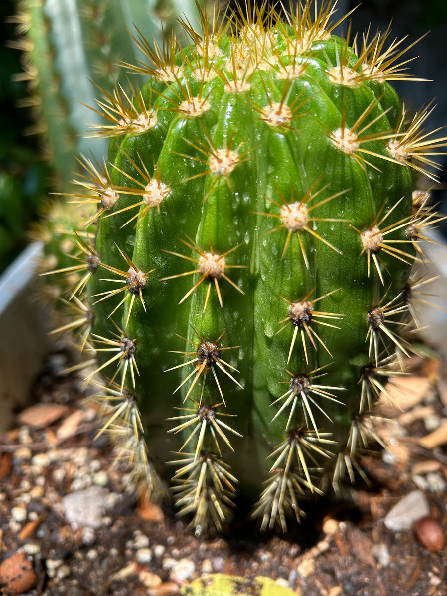 Pachycereus Pringlei “Mexican Giant Cardon