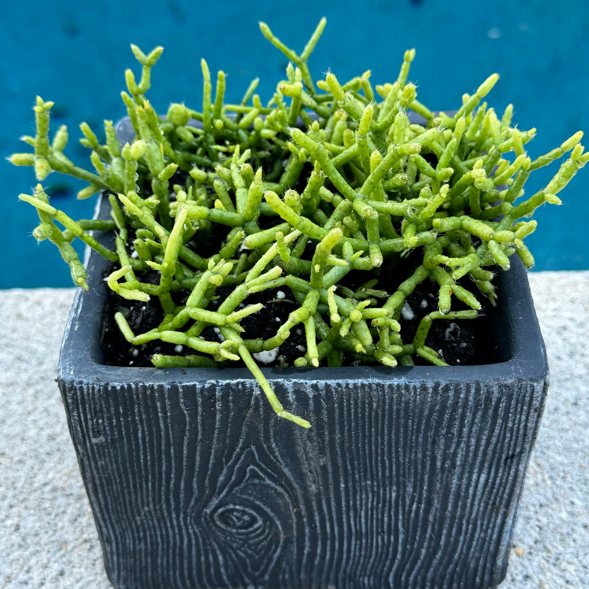 succulent coral plant Rhipsalis Cereuscula "Coral Cactus" – ILoveTus Succulents