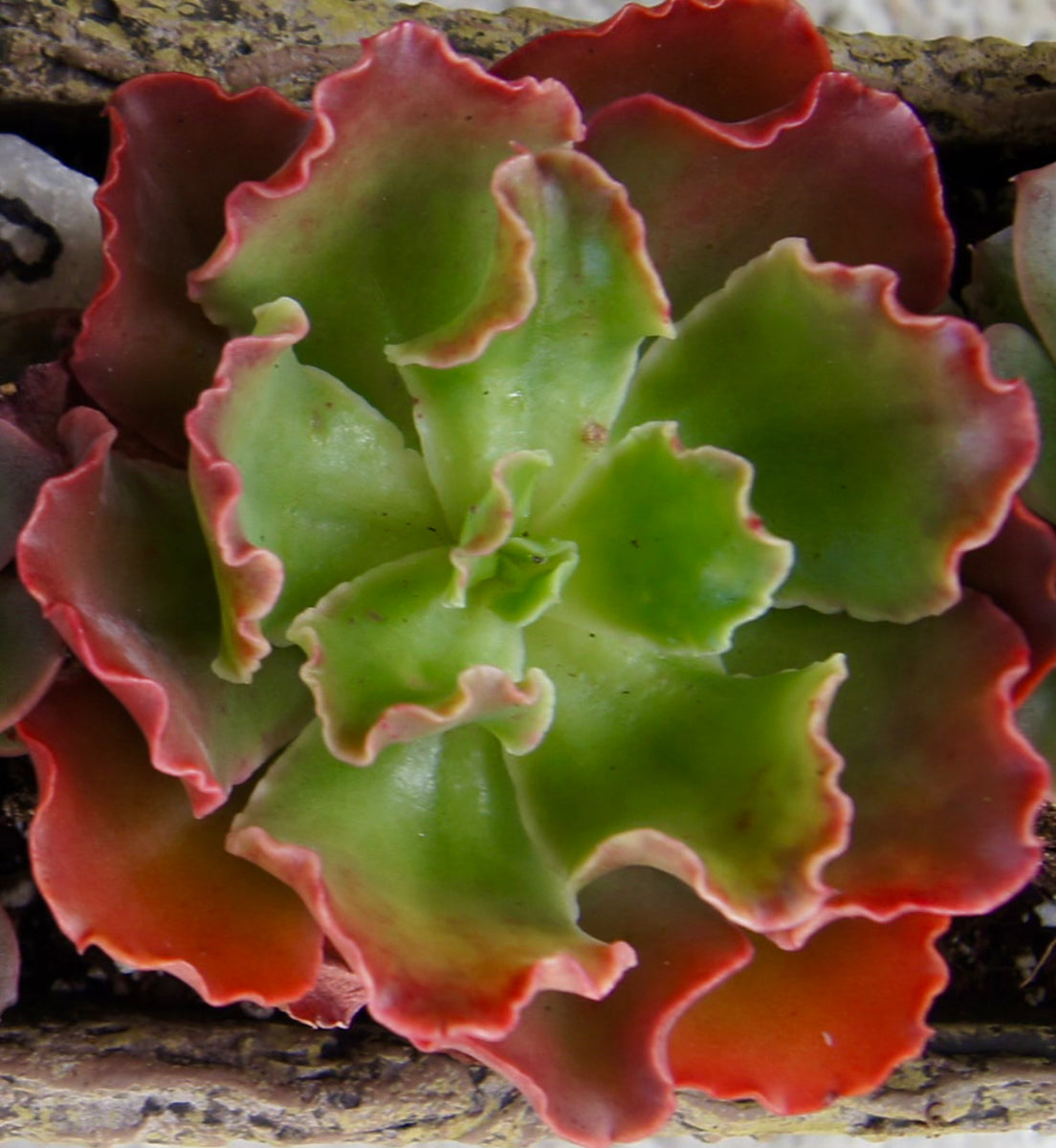 ジャケット・アウター echeveria LeatherSwitichingWorkJKT ovy Echeveria 