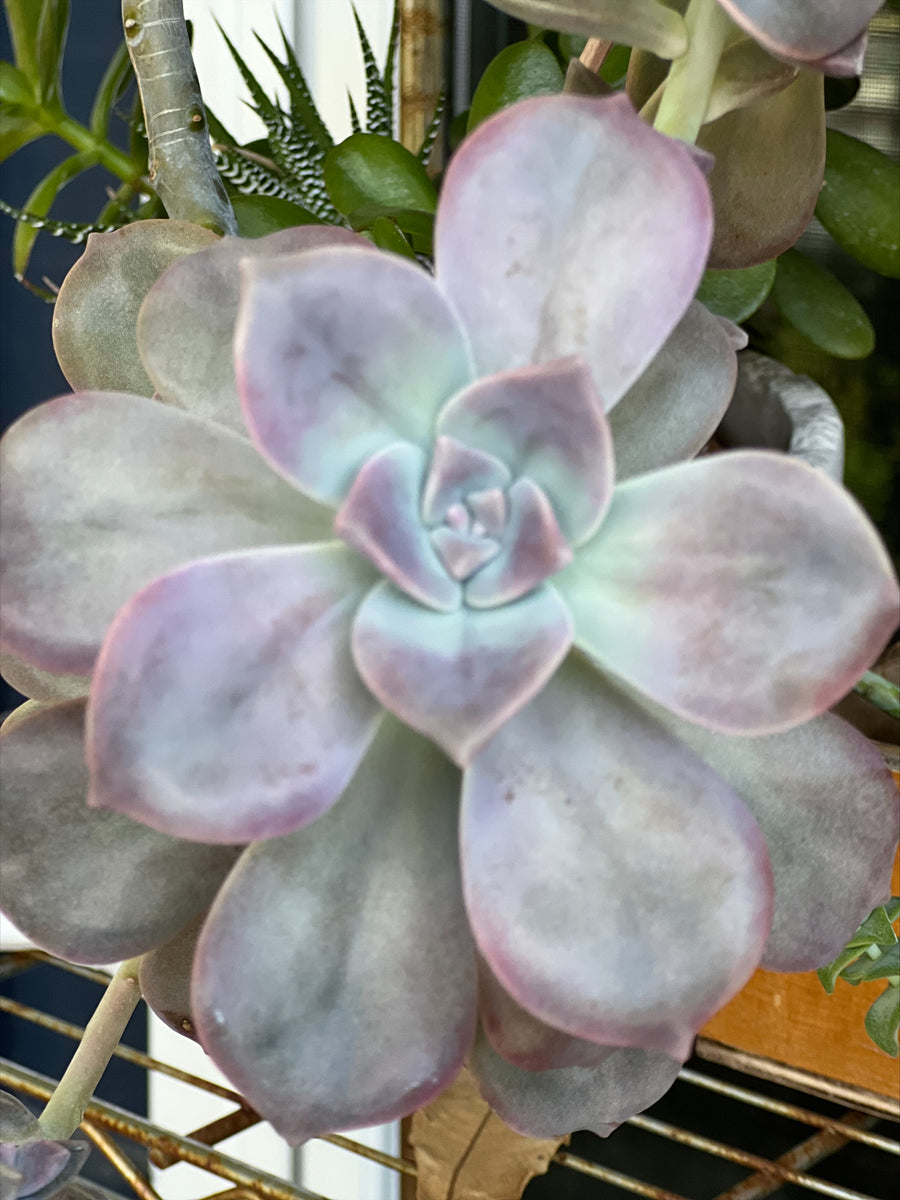 succulent purple delight Graptopetalum "Purple Delight" – ILoveTus Succulents