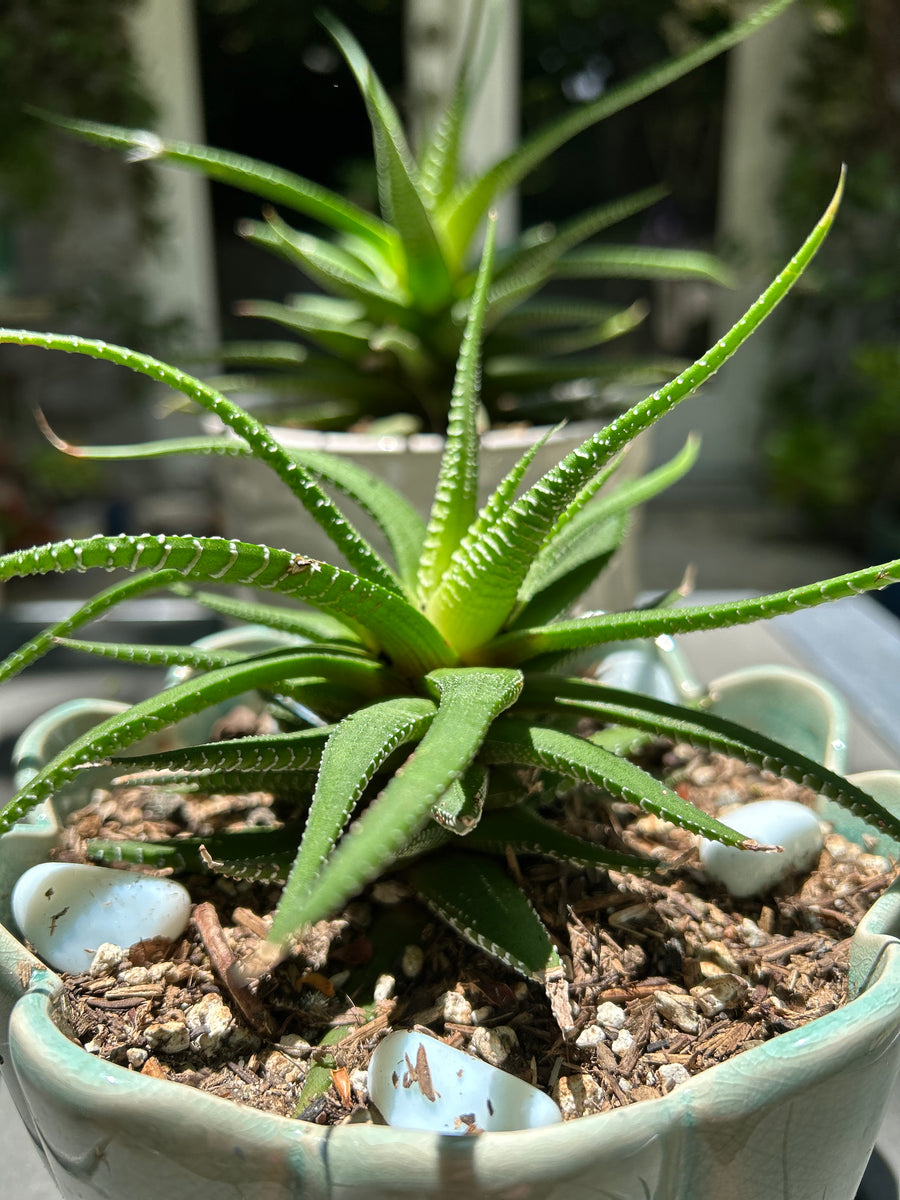 Haworthia Fasciata 
