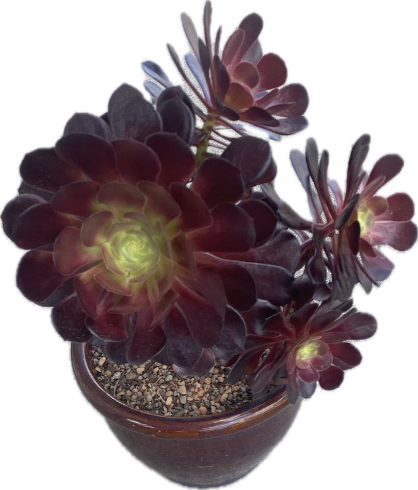 black rose succulent tree Aeonium Arboreum Zwartkop 