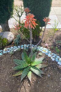 Aloe Maculata "Soap Aloe"