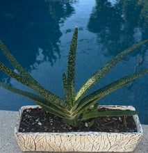 Load image into Gallery viewer, Gasteria Gracilis "Ox" or "Lawyer's Tongue"