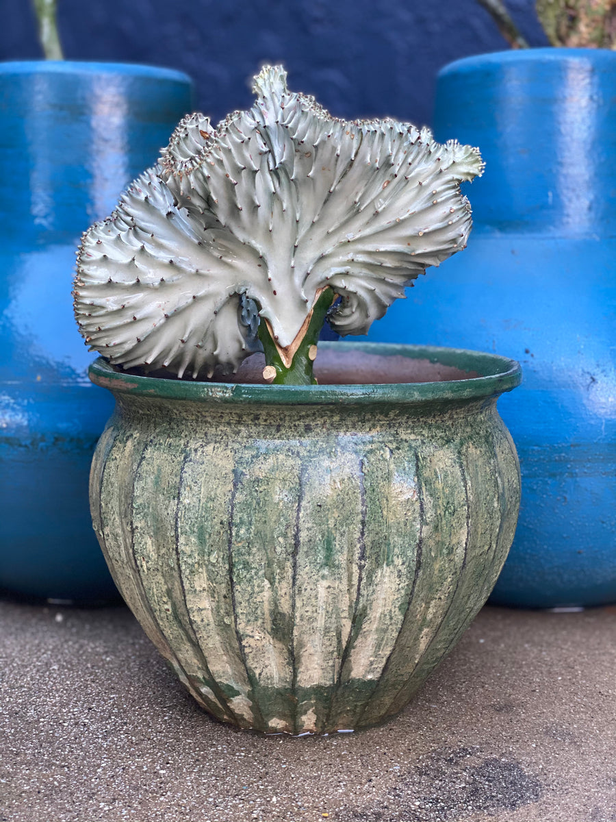 Euphorbia Lactea 