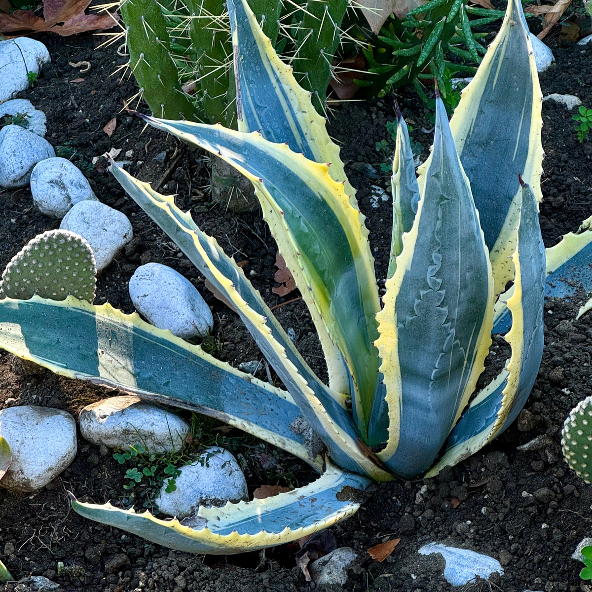 Agave Americana Marginata Variegated 