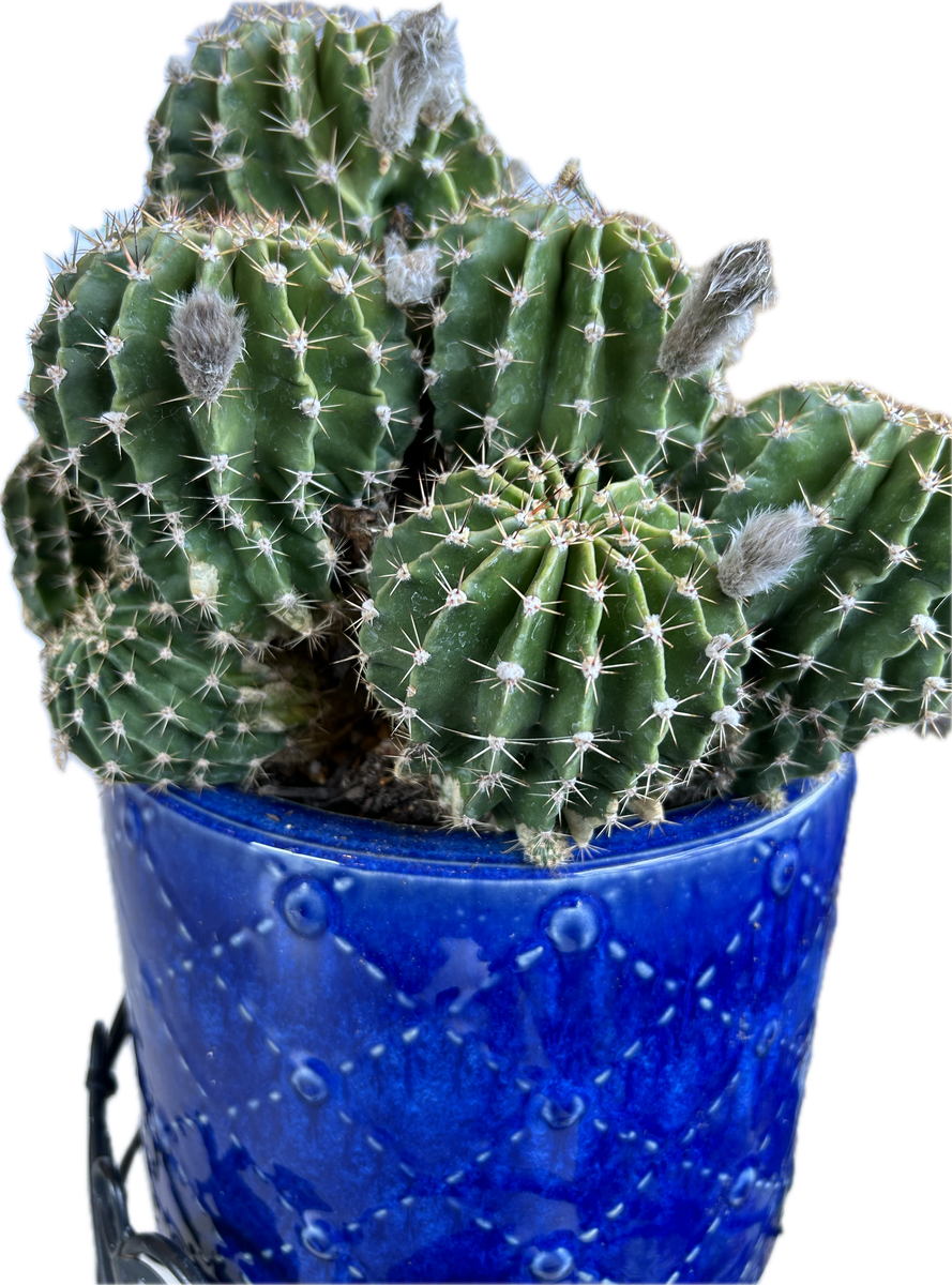 Echinopsis Subdenudata Hybrid 