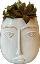Load image into Gallery viewer, Gasteria Gracilis "Ox or Lawyer's Tongue" in Modern Face Planter