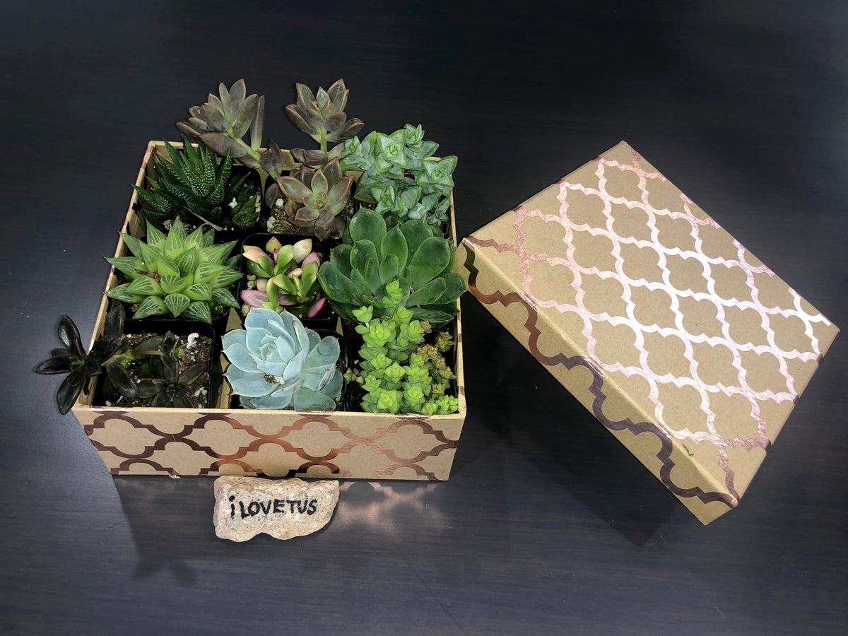 gift box succulents Lovetus Box of Succulates