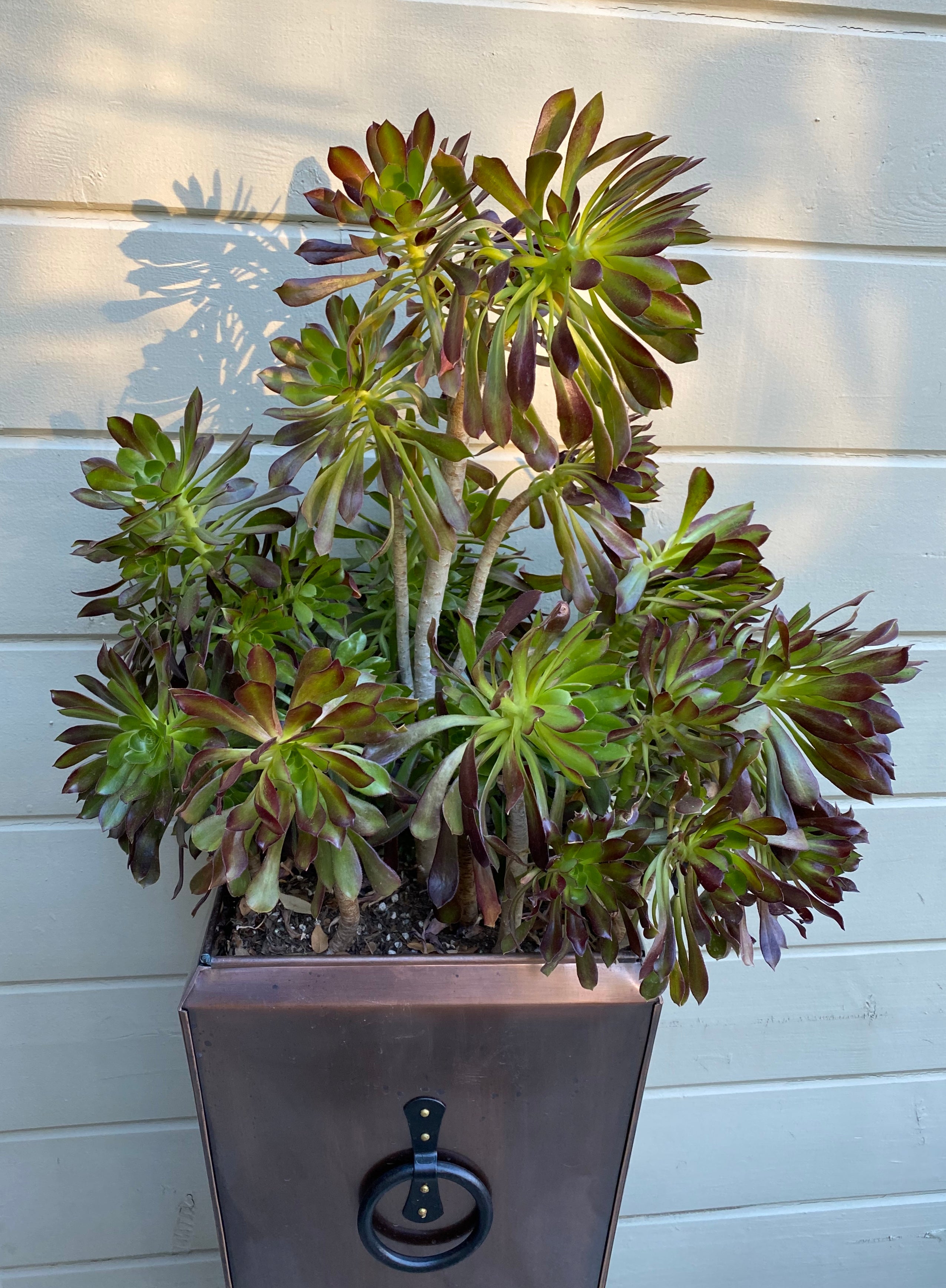 purple aeonium succulent Aeonium Arboreum Artropurpureum "Purple Rose" – ILoveTus Succulents