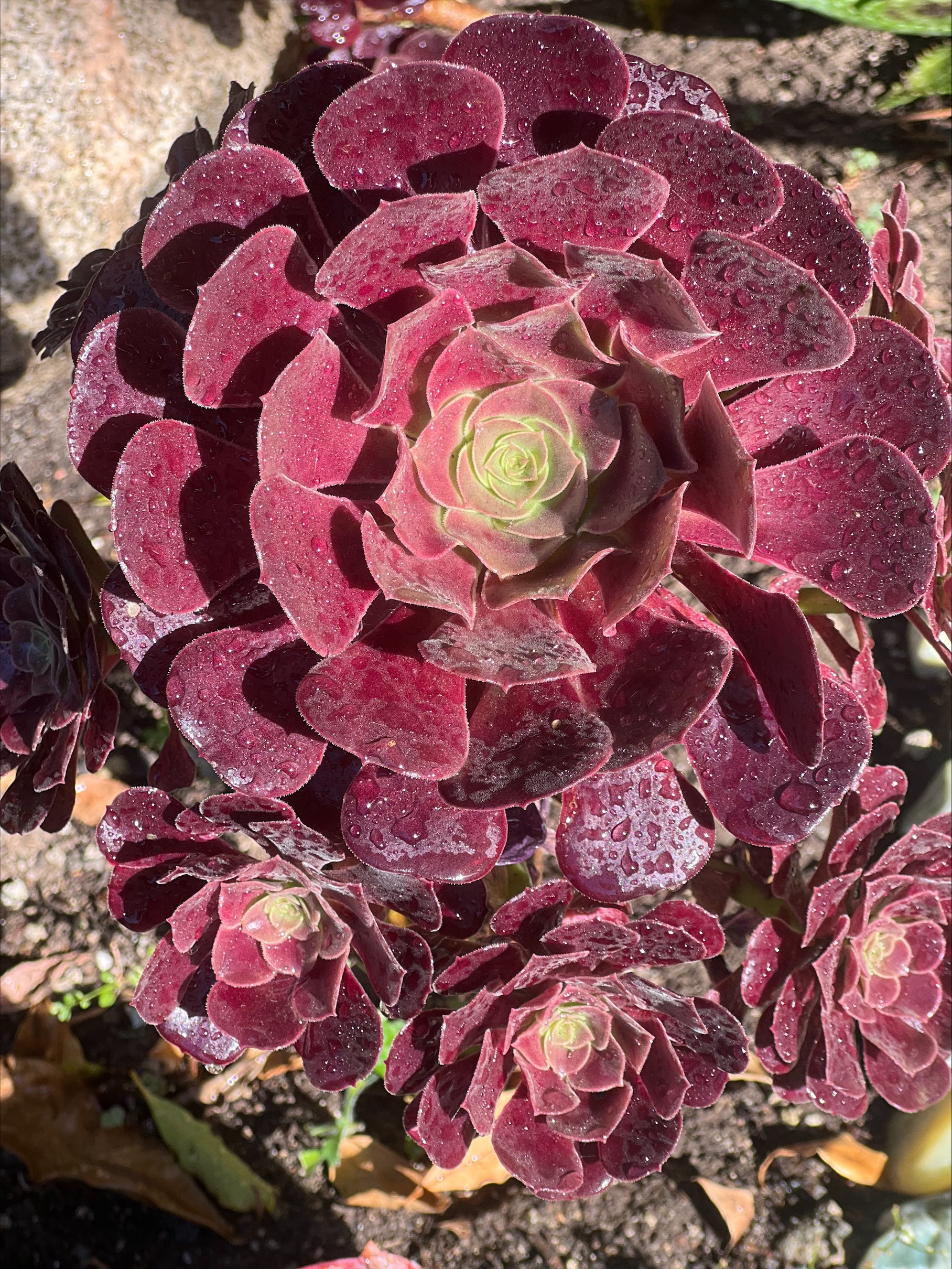 succulent blushing Aeonium "Blushing Beauty" – ILoveTus Succulents