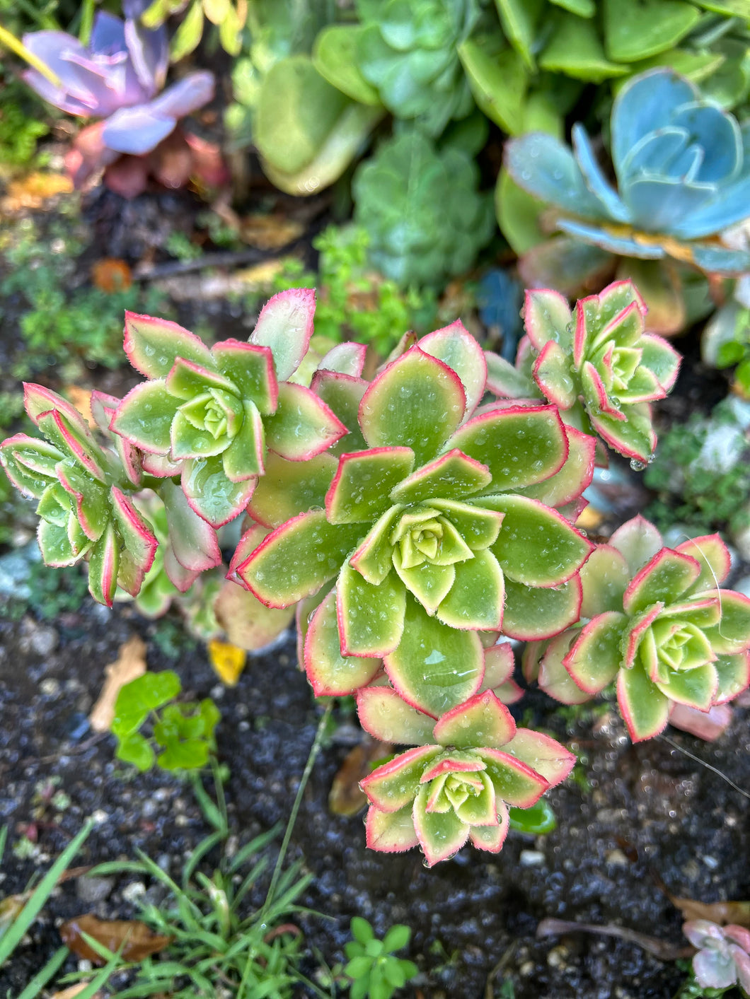 kiwi succulent plant Aeonium Haworthii "Kiwi" – ILoveTus Succulents