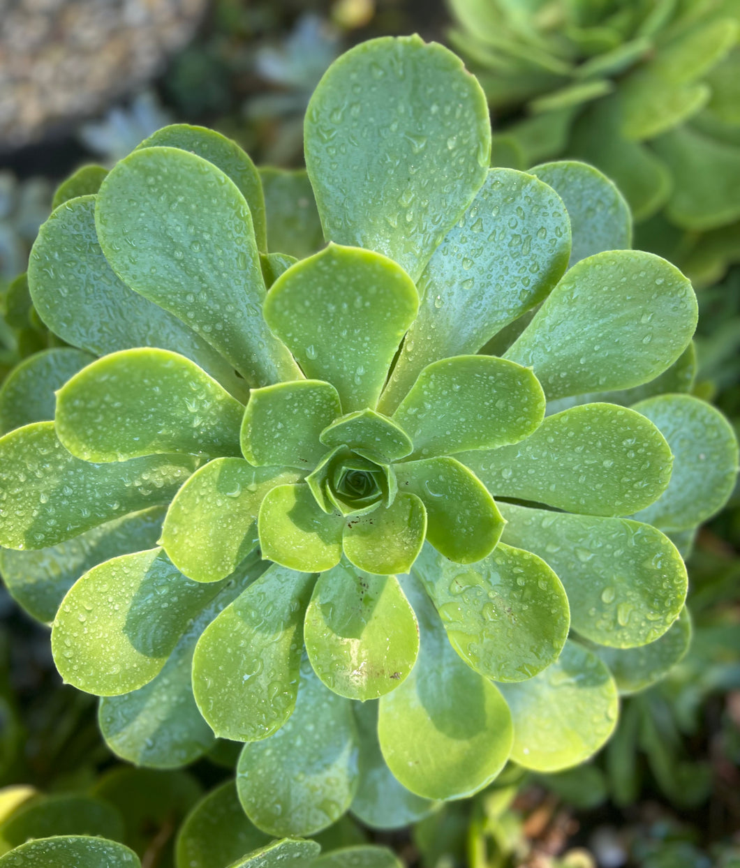 saucer plant aeonium urbicum Aeonium Urbicum "Saucer Plant" – ILoveTus Succulents