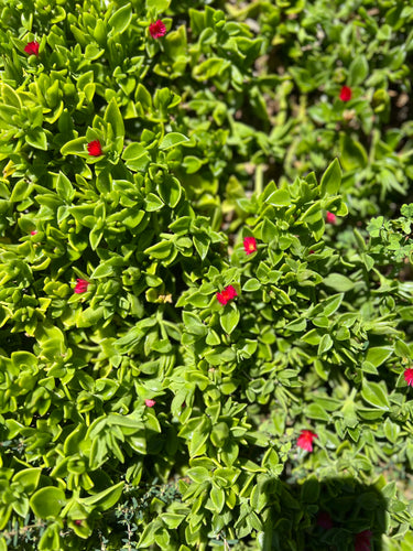 Aizoaceae Mesembryanthemum Cordifolium 