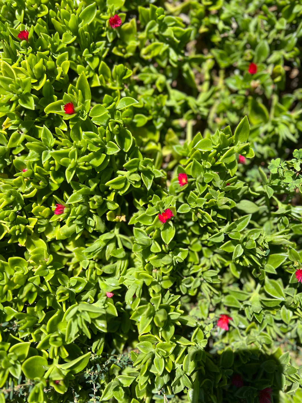 succulent mesembryanthemum Aizoaceae Mesembryanthemum Cordifolium "Baby Sun Rose" or "Heartleaf I – ILoveTus Succulents