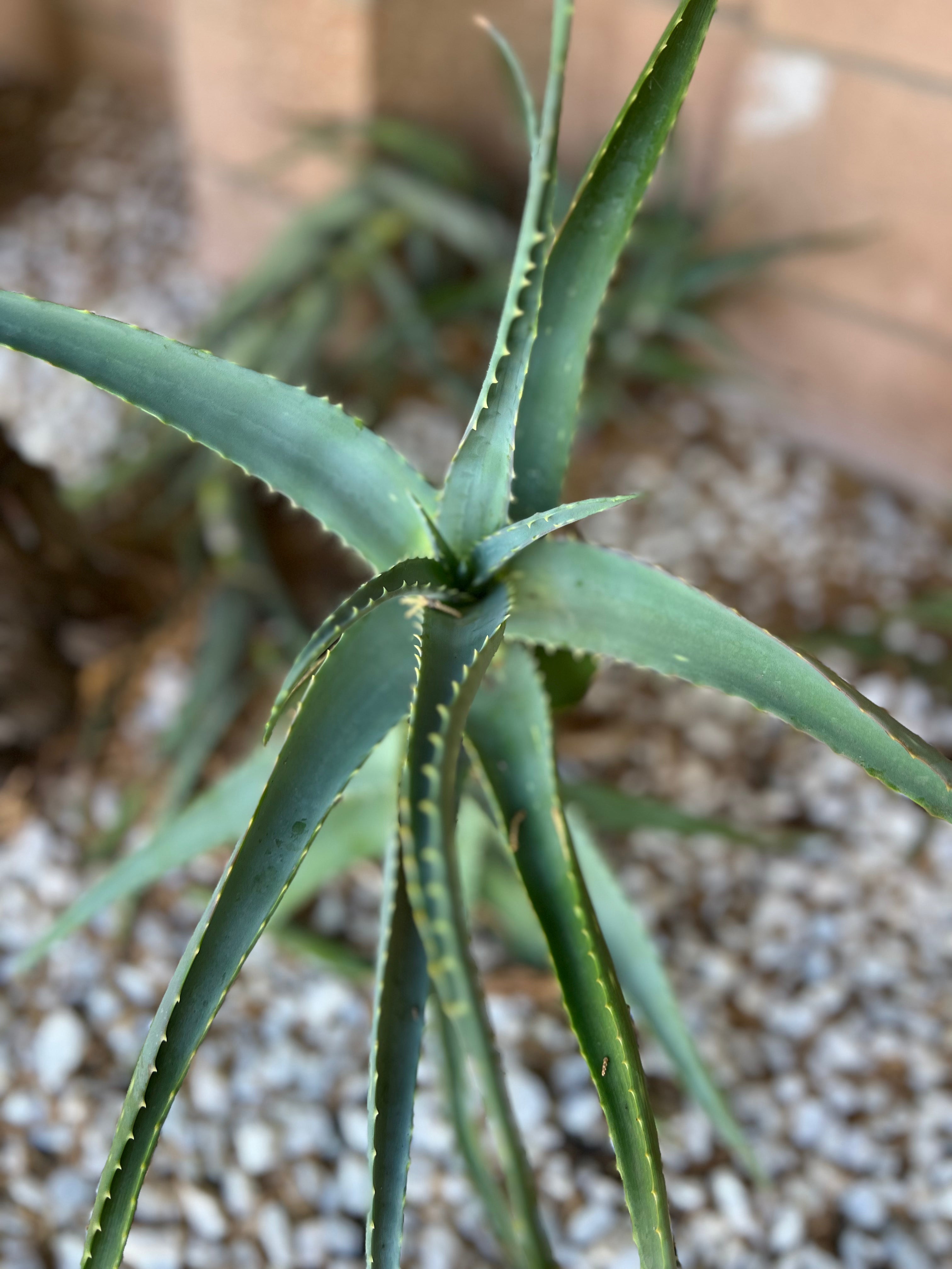 Aloe Arborescens “Krantz Aloe” – ILoveTus Succulents