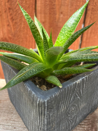 Aloe Gasteraloe 