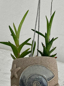 tiger tooth succulent Aloe Juvenna "Tiger Tooth Aloe" – ILoveTus Succulents