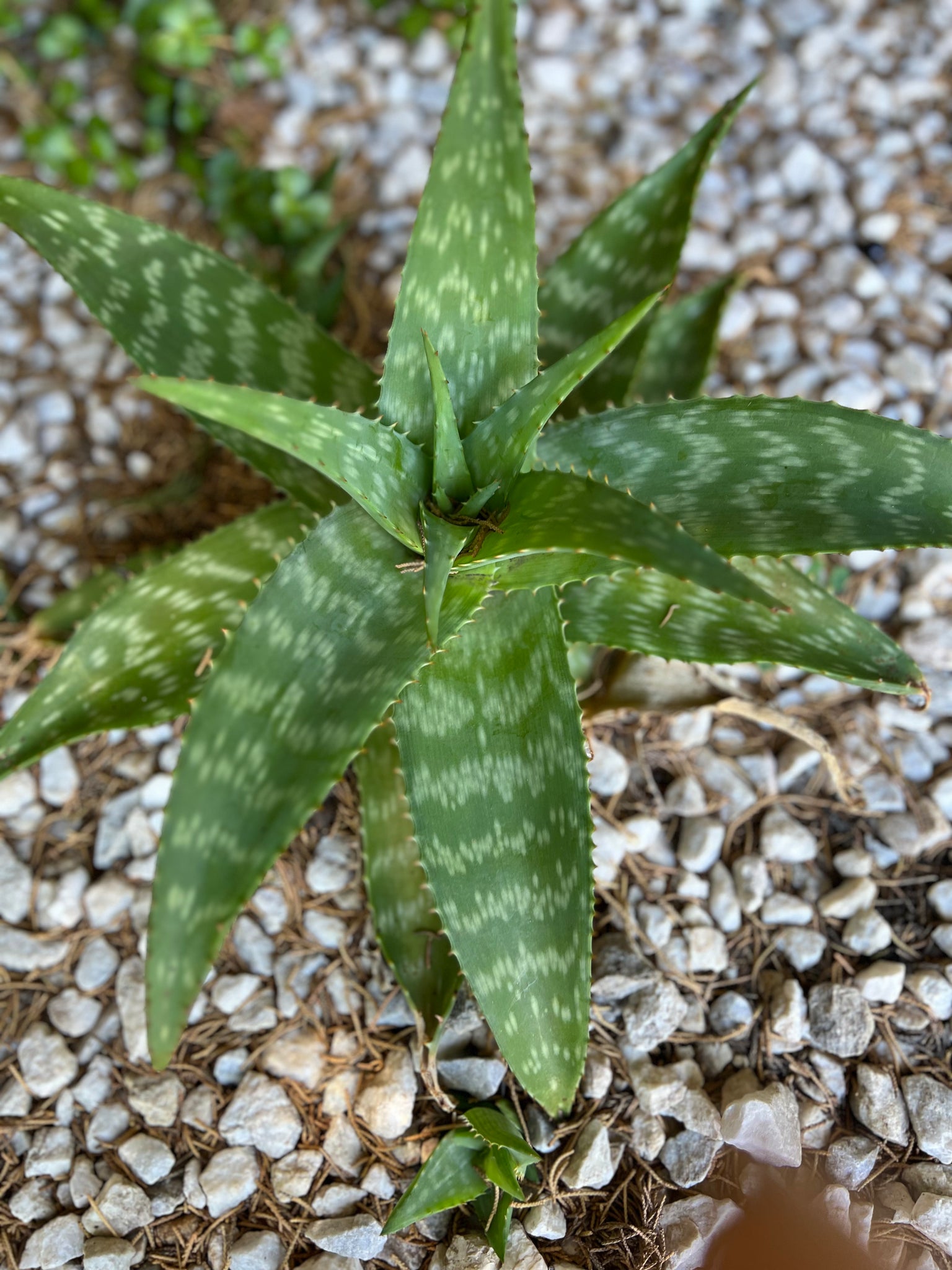 soap aloe vera plant Aloe Maculata "Soap Aloe" – ILoveTus Succulents