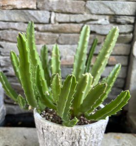 Stapelia Grandiflora "Carrion Plant' or "Starfish Cactus"