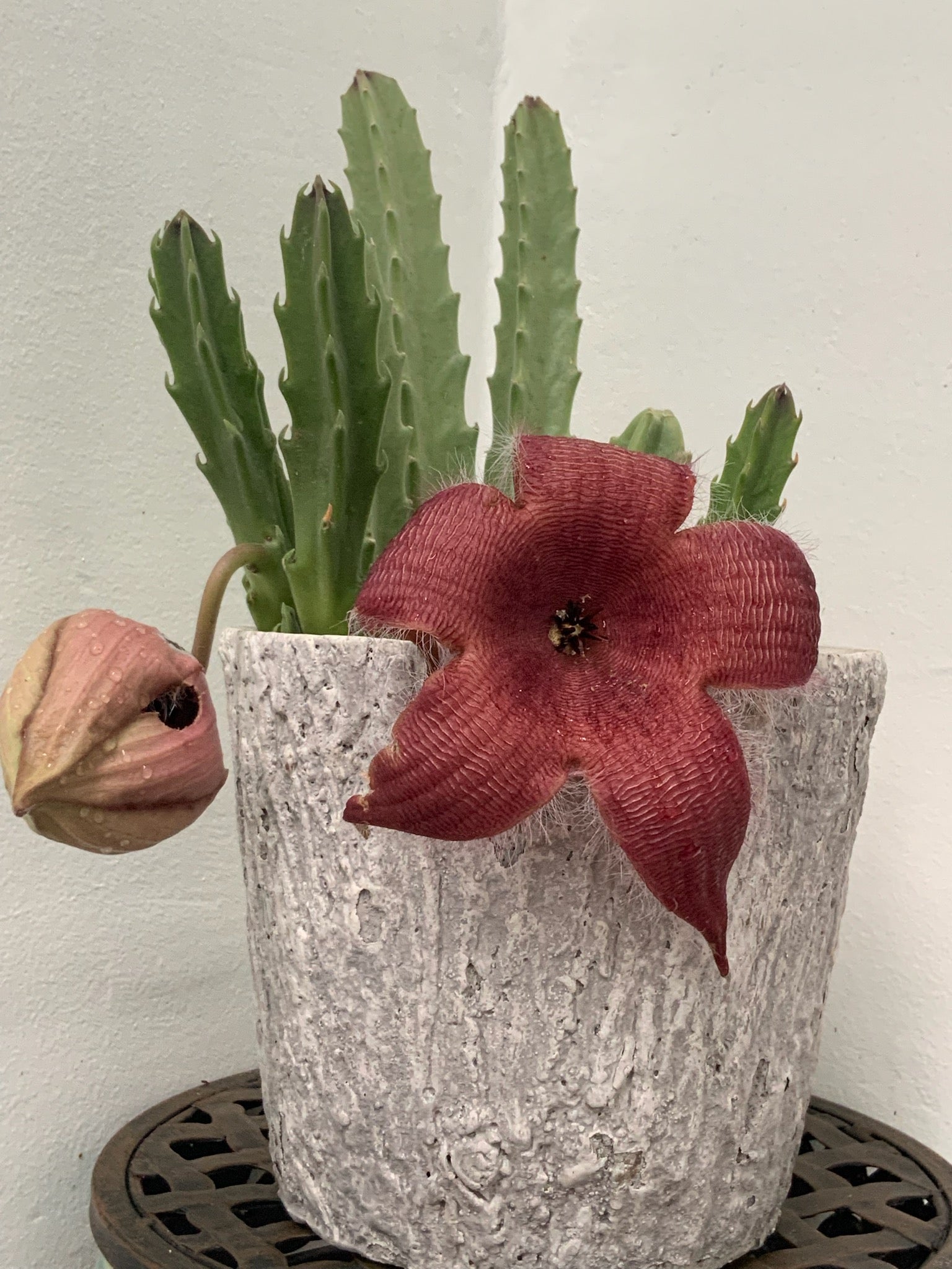 starfish flower succulent Stapelia Grandiflora "Carrion Plant' or "Starfish Cactus" – ILoveTus Succulents