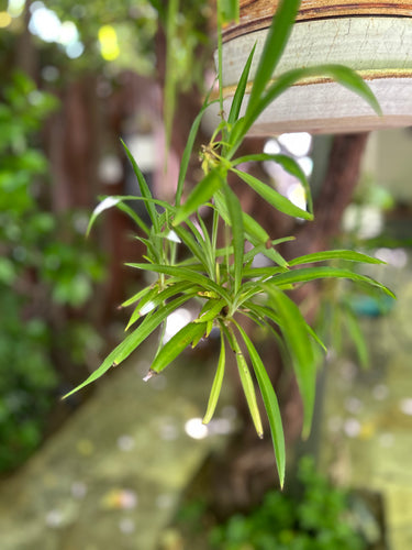 Asparagaceae Chlorophytum Comosum 'Variegatum' 
