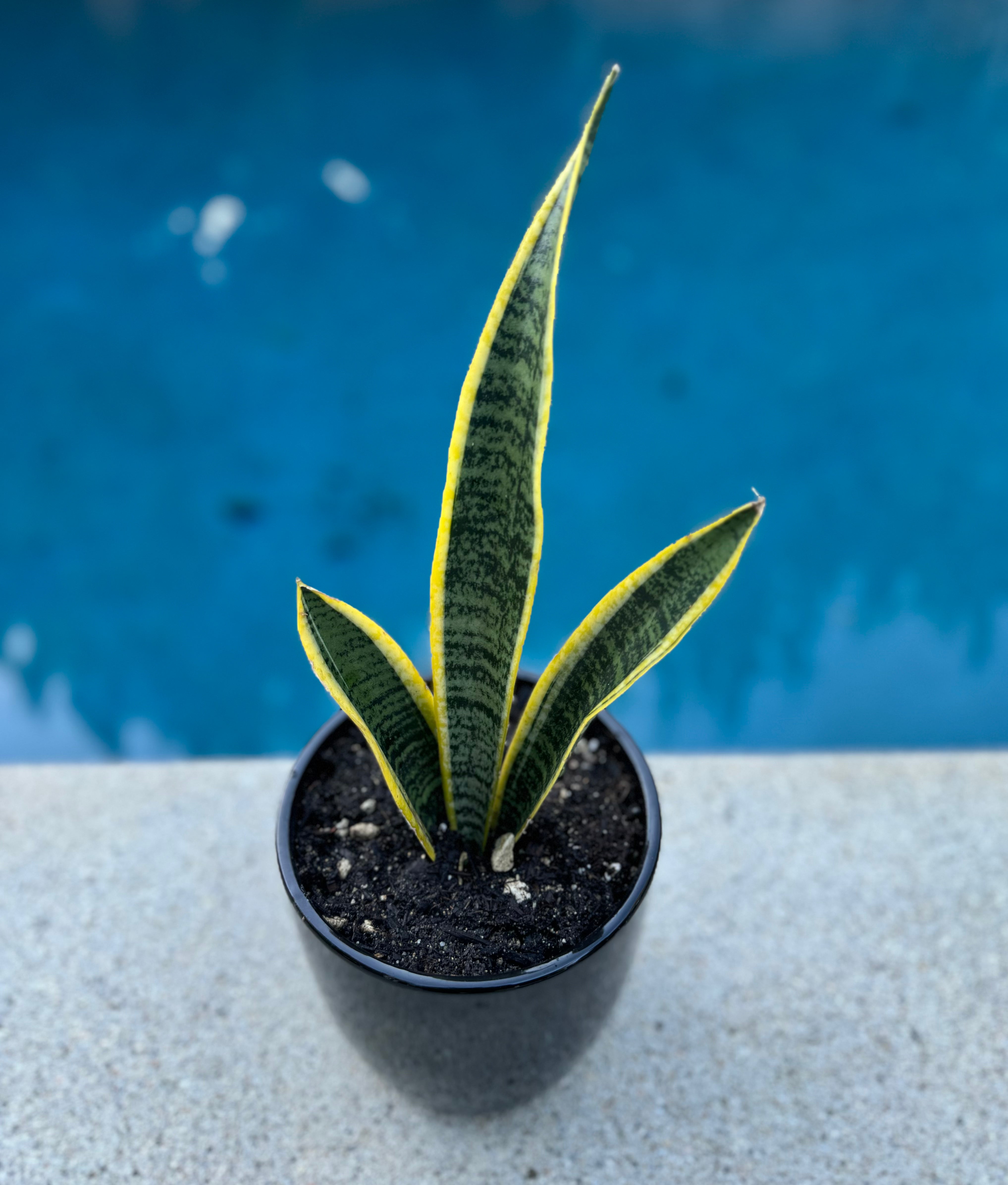dracaena trifasciata scientific name Dracaena Trifasciata 