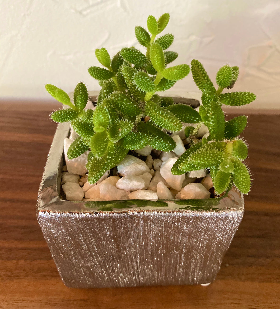 pickle succulent Aizoaceae Delosperma Echinatum "Pickle Plant" – ILoveTus Succulents