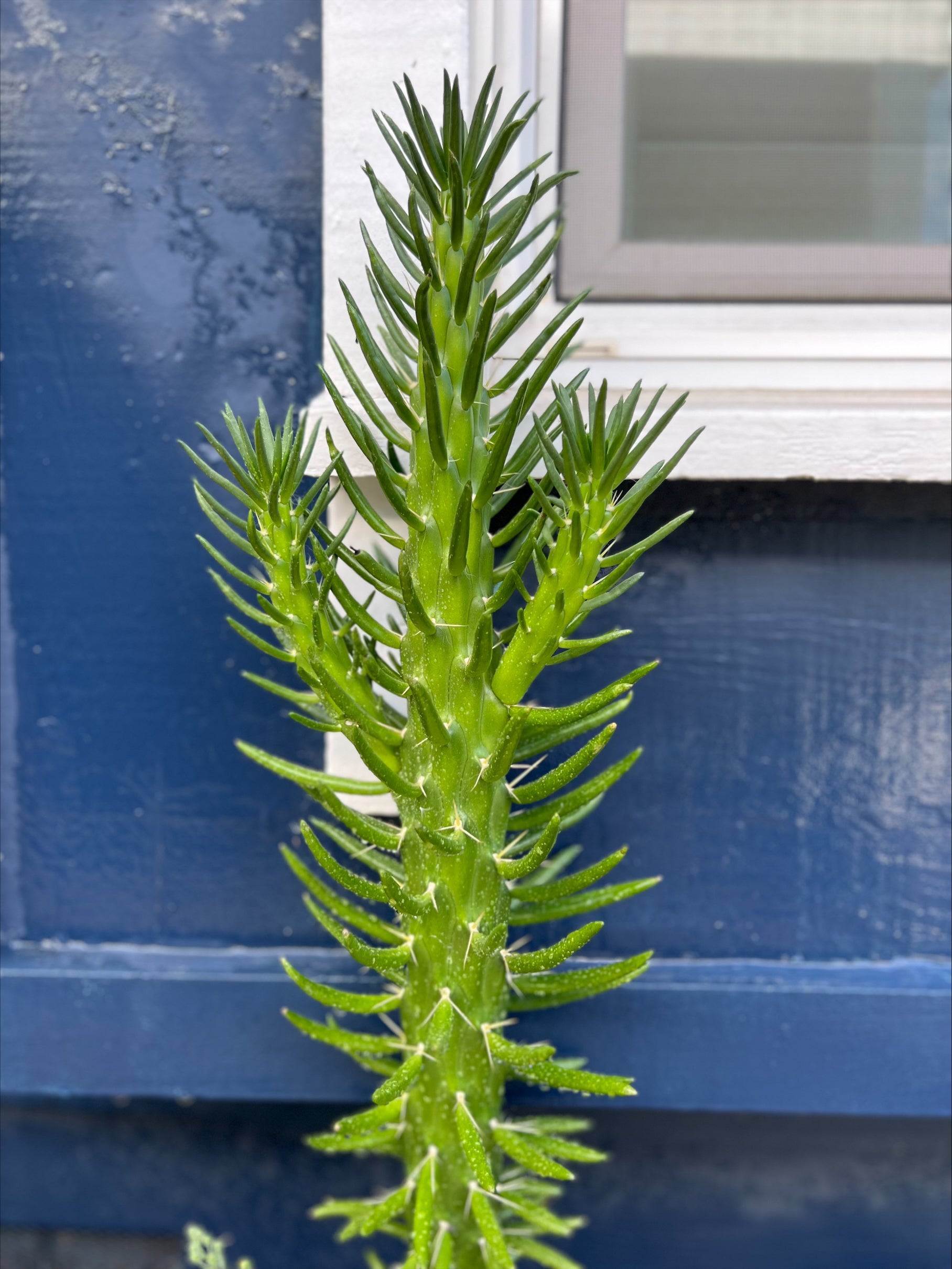 Austrocylindropuntia Subulata 
