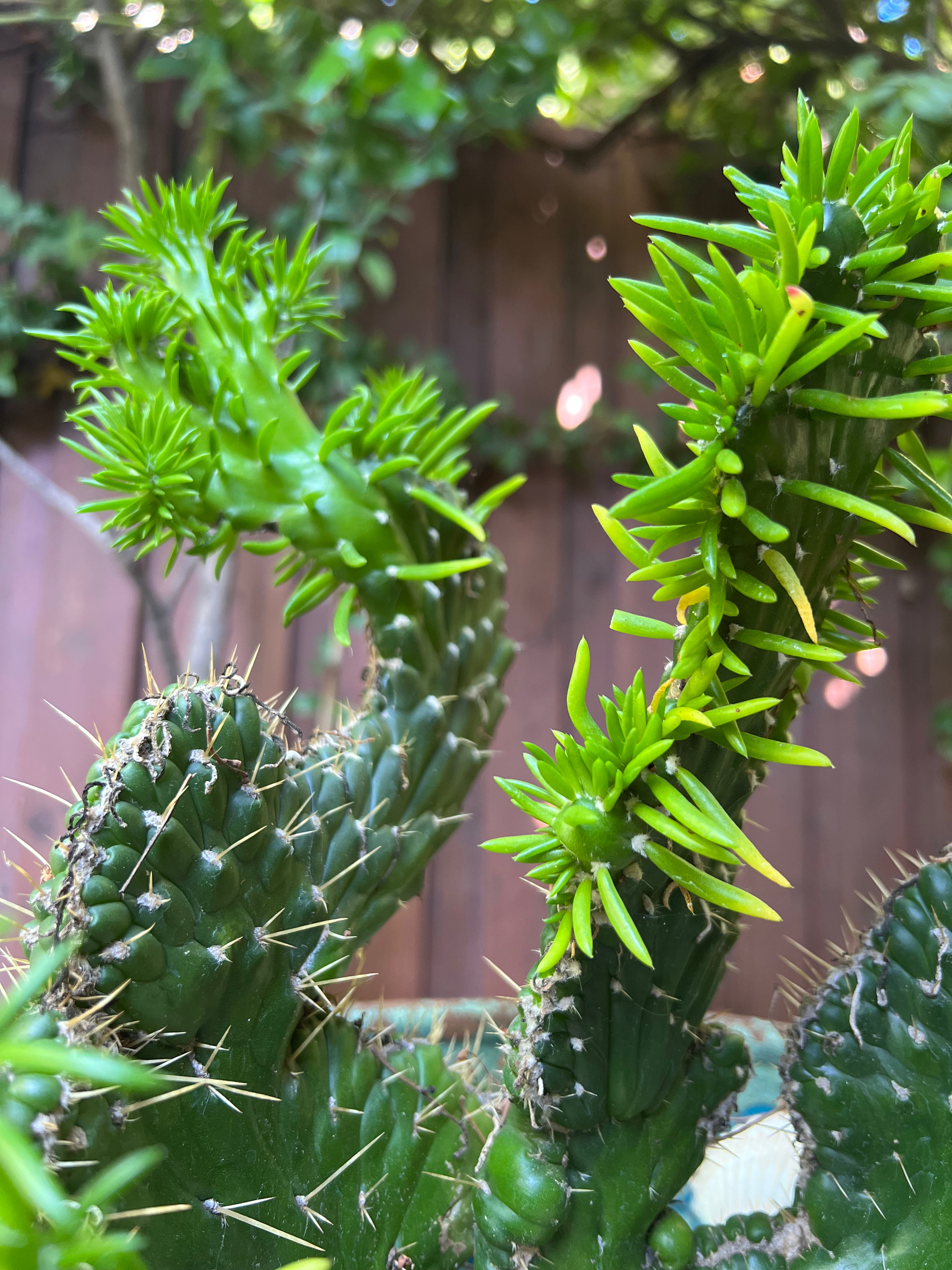 Austrocylindropuntia Subulata "Crested Eve's Needle" Cactus  ILoveTus  Succulents