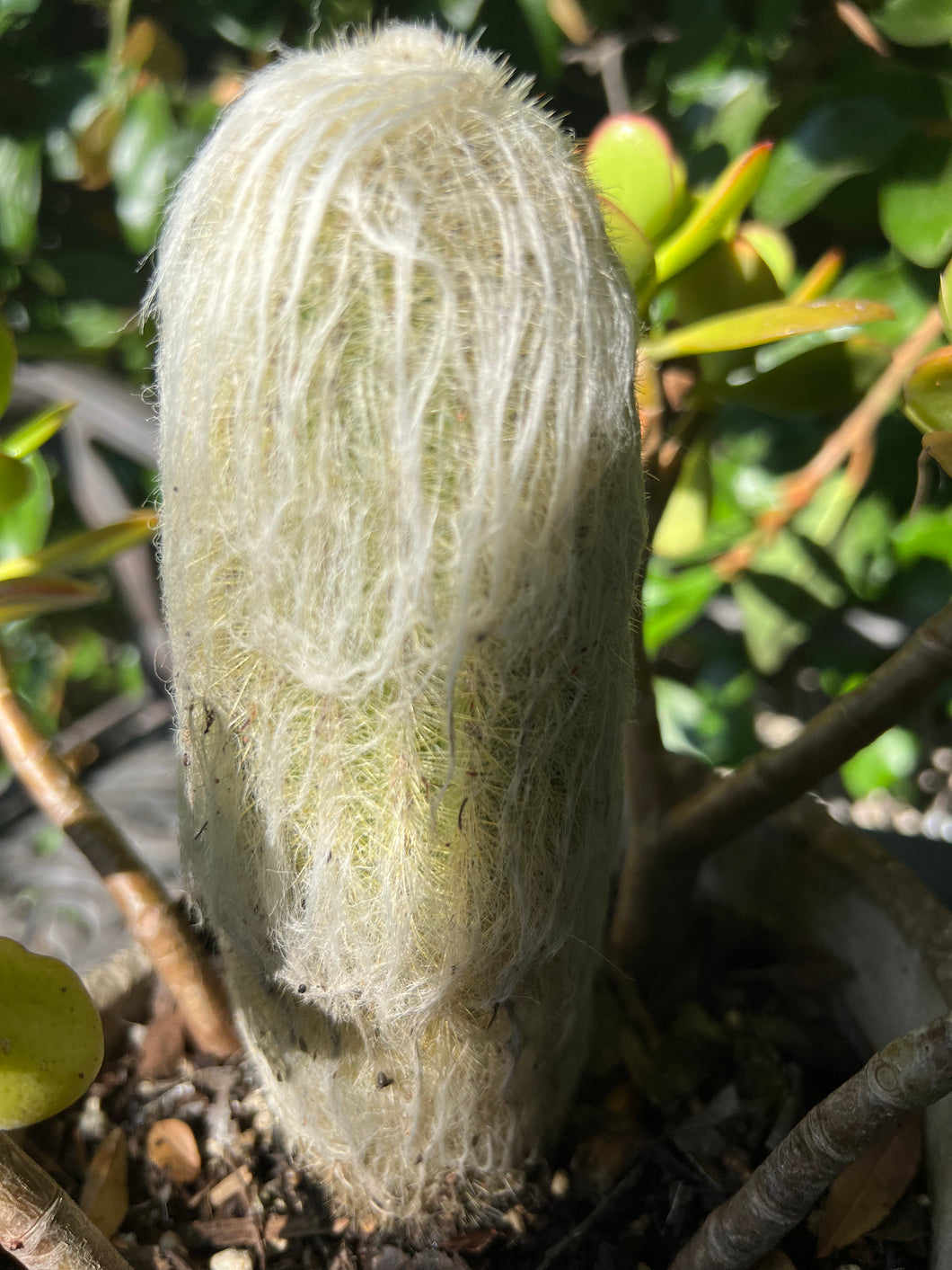 Cephalocereus Senillis 