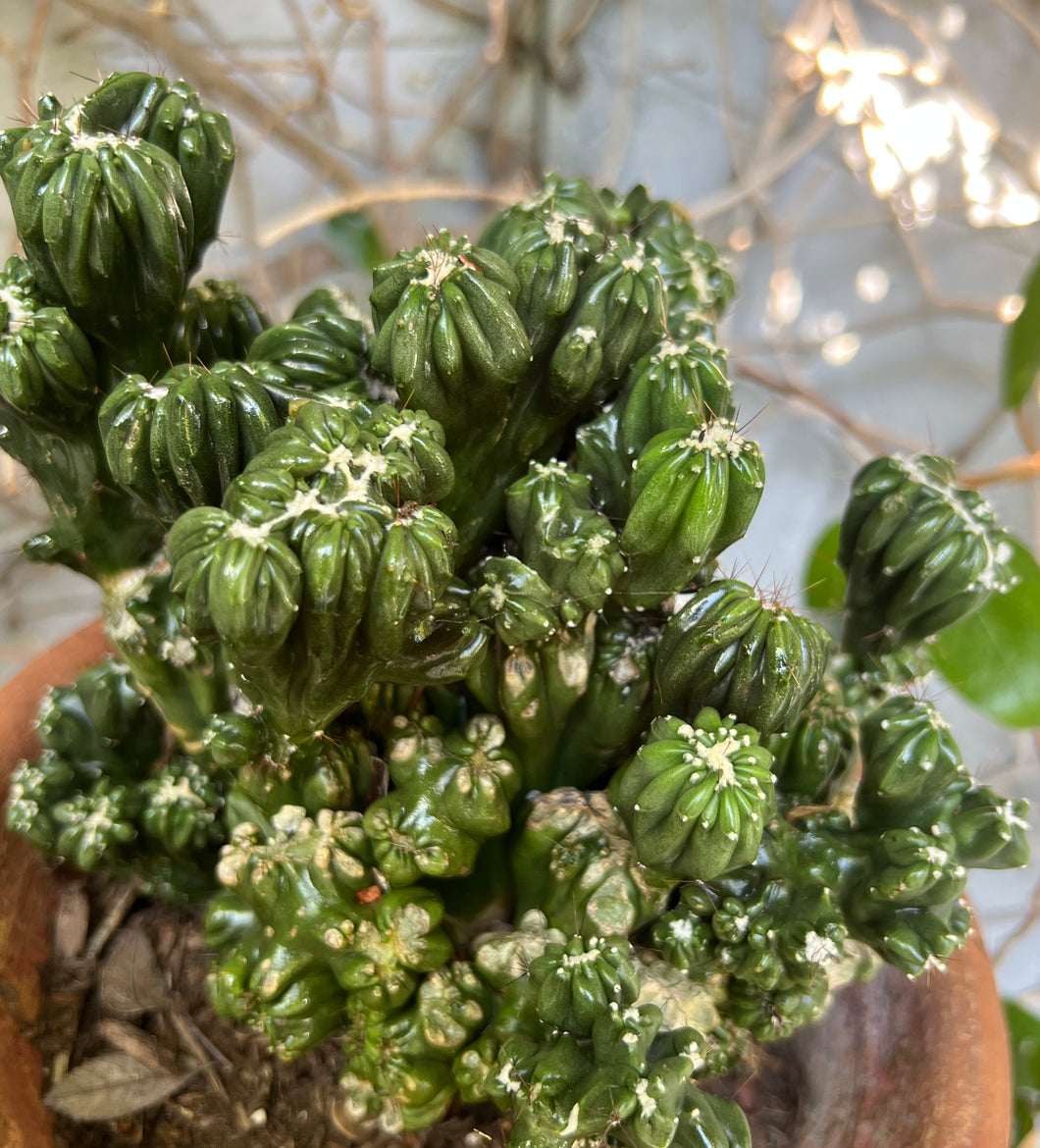 Cereus Forbesii Monstrose 