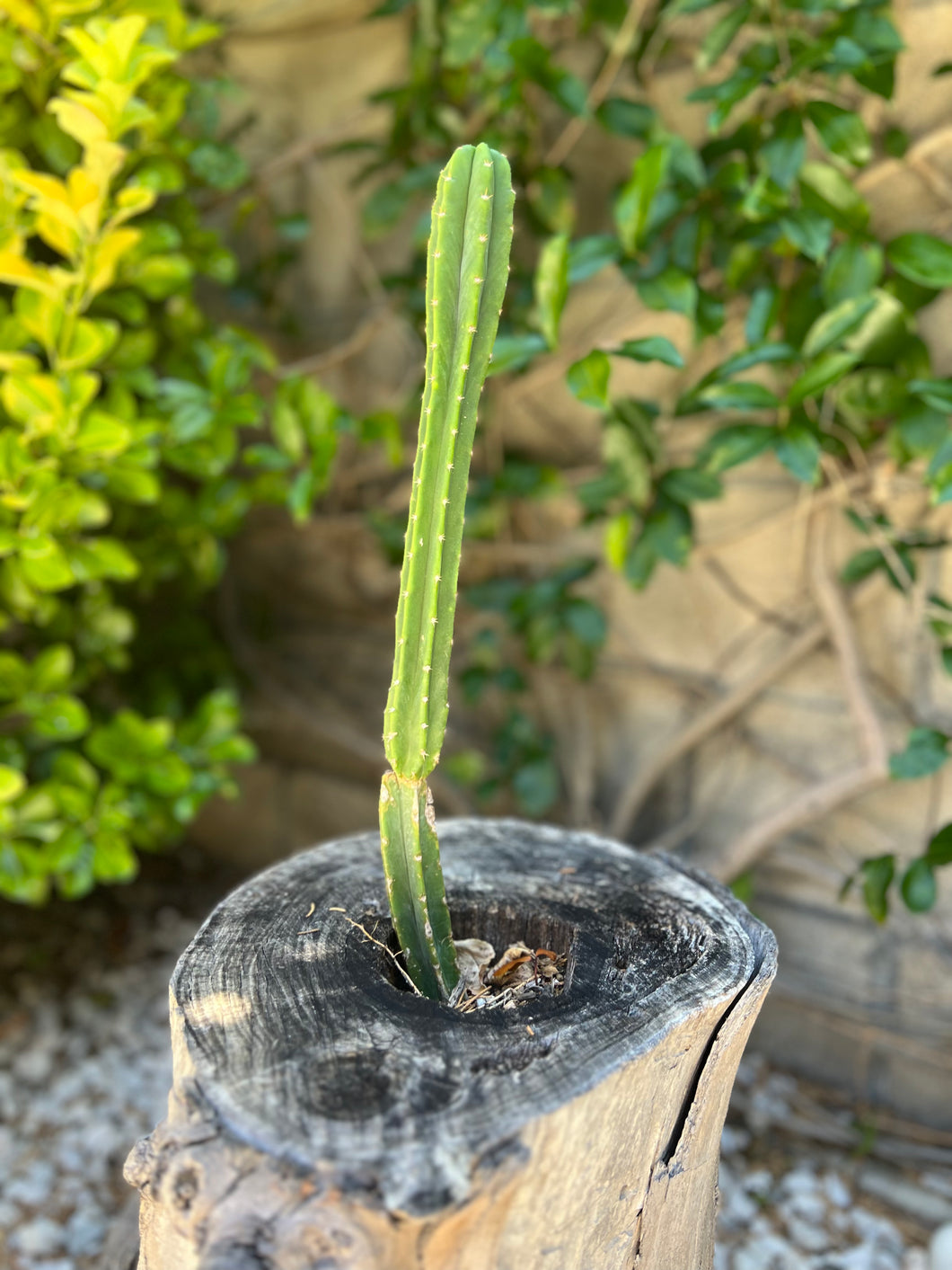 Cereus Peruvianus 