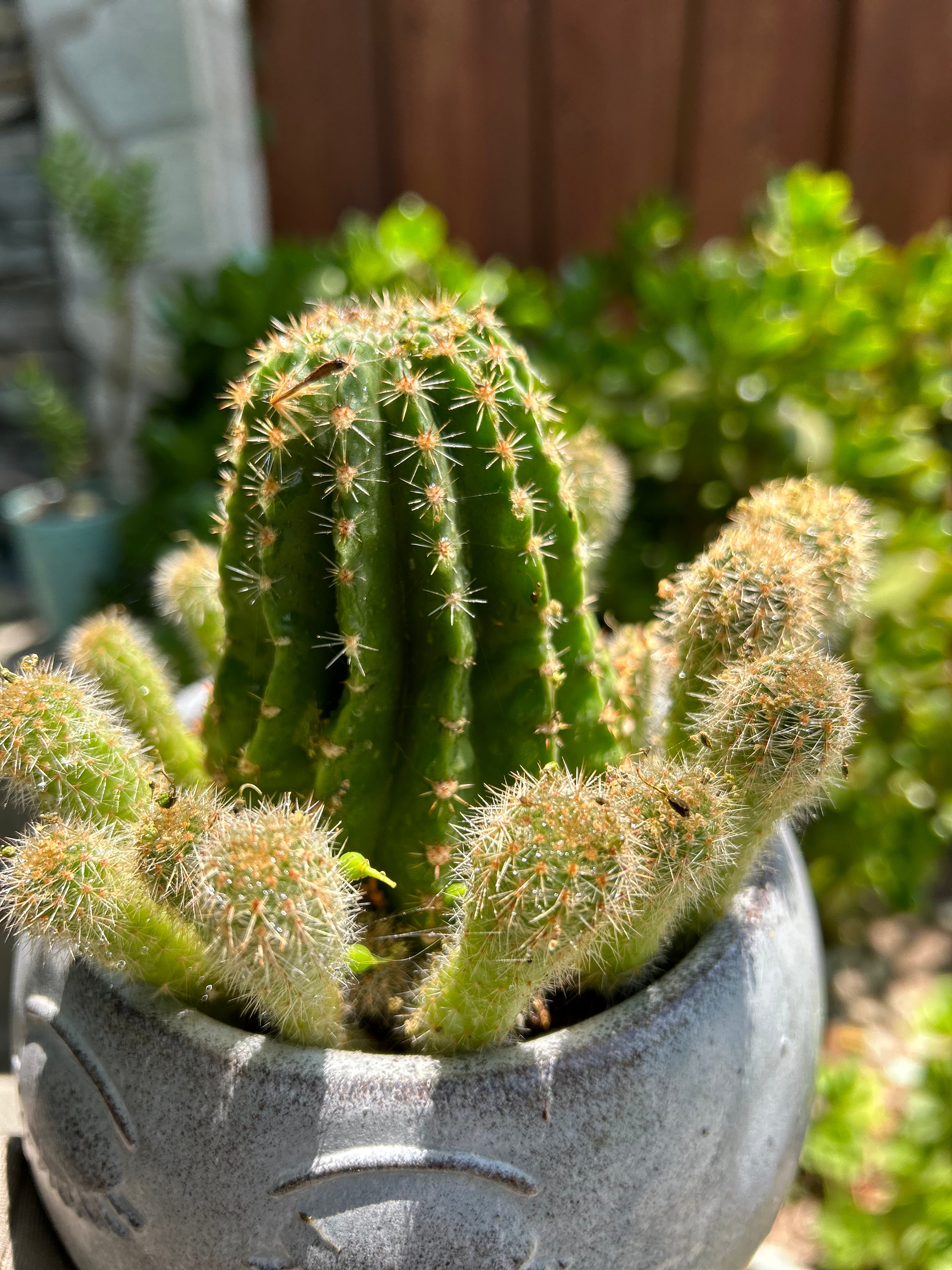 hedgehog succulent Echinocereus "Hedgehog Cactus" – ILoveTus Succulents