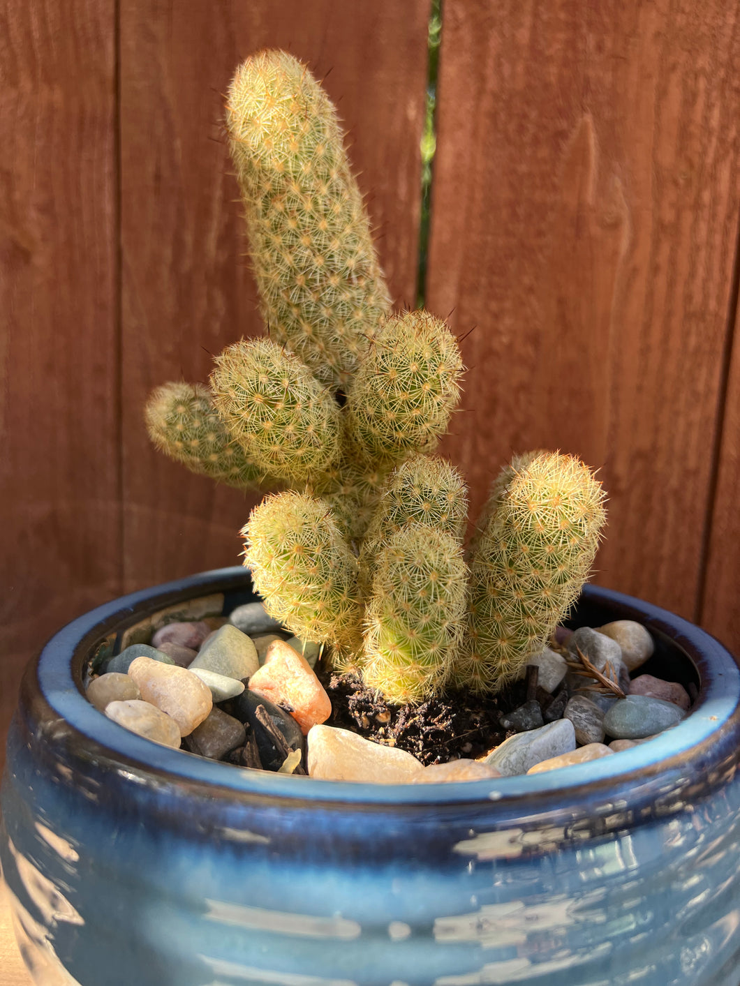 Mammillaria Elongata “Gold Lace” or “Ladyfinger Cactus”