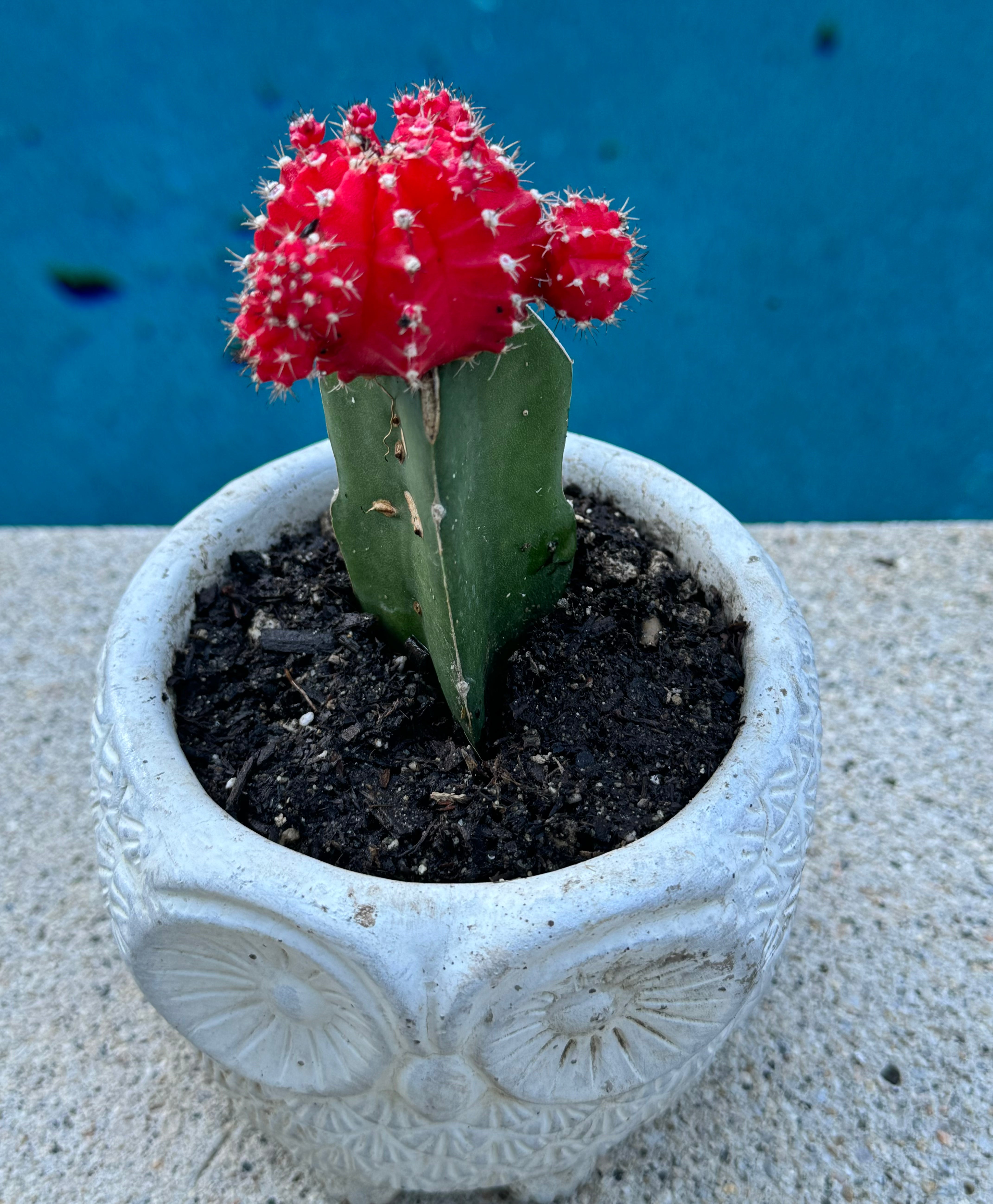 types of cactus with red top Gymnocalycium Mihanovichii (Red) "Moon Cactus" – ILoveTus Succulents