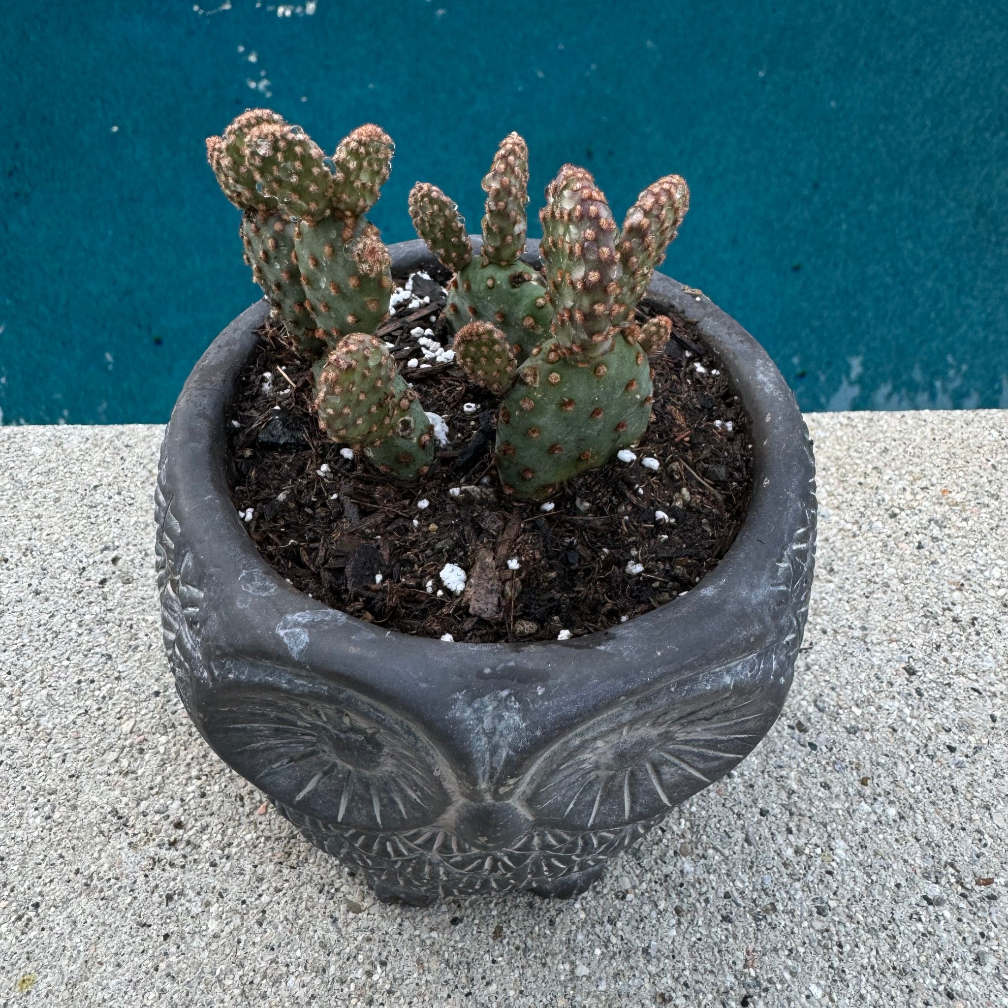 bunny ear prickly pear cactus Opuntia Microdasys "Bunny Ear Cactus" – ILoveTus Succulents