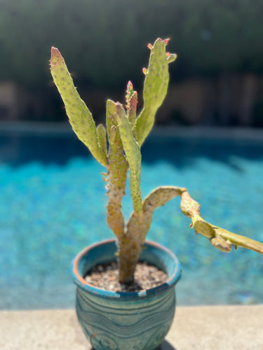 Opuntia Monacantha f. Monstruosa Variegata Cactus aka “Dildo