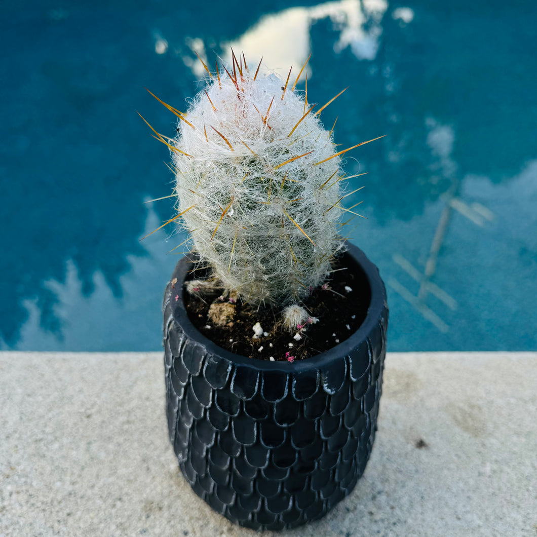 Oreocereus Trollii Cactus 