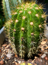 Load image into Gallery viewer, Pachycereus Pringlei “Mexican Giant Cardon&quot; or &quot;Elephant Cactus&quot;