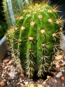 Pachycereus Pringlei “Mexican Giant Cardon" or "Elephant Cactus"