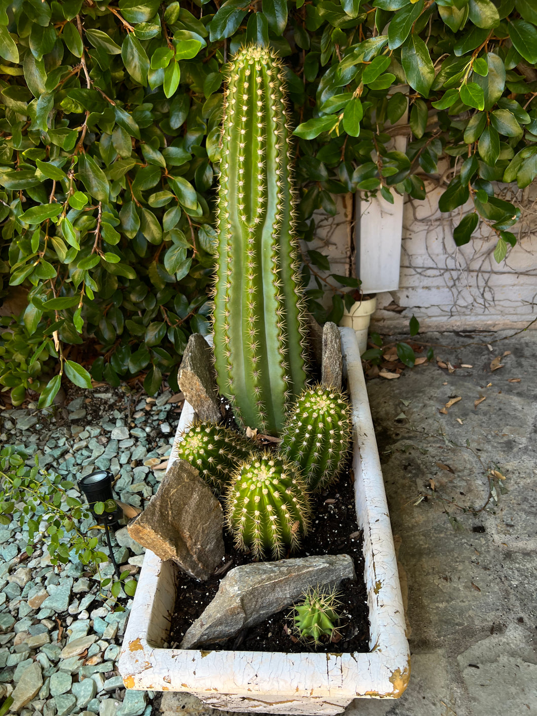 Pachycereus Pringlei “Mexican Giant Cardon