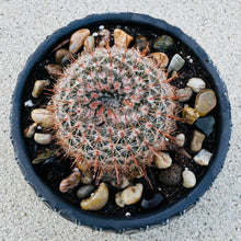 Load image into Gallery viewer, Parodia Erubescens &quot;Common Ball Cactus&quot;
