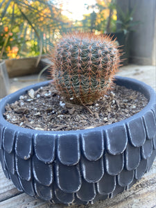 Parodia Erubescens "Common Ball Cactus"