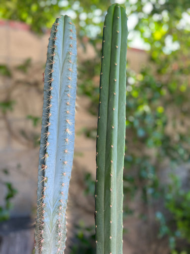 Pilosocereus Azureus “Blue Torch Cactus