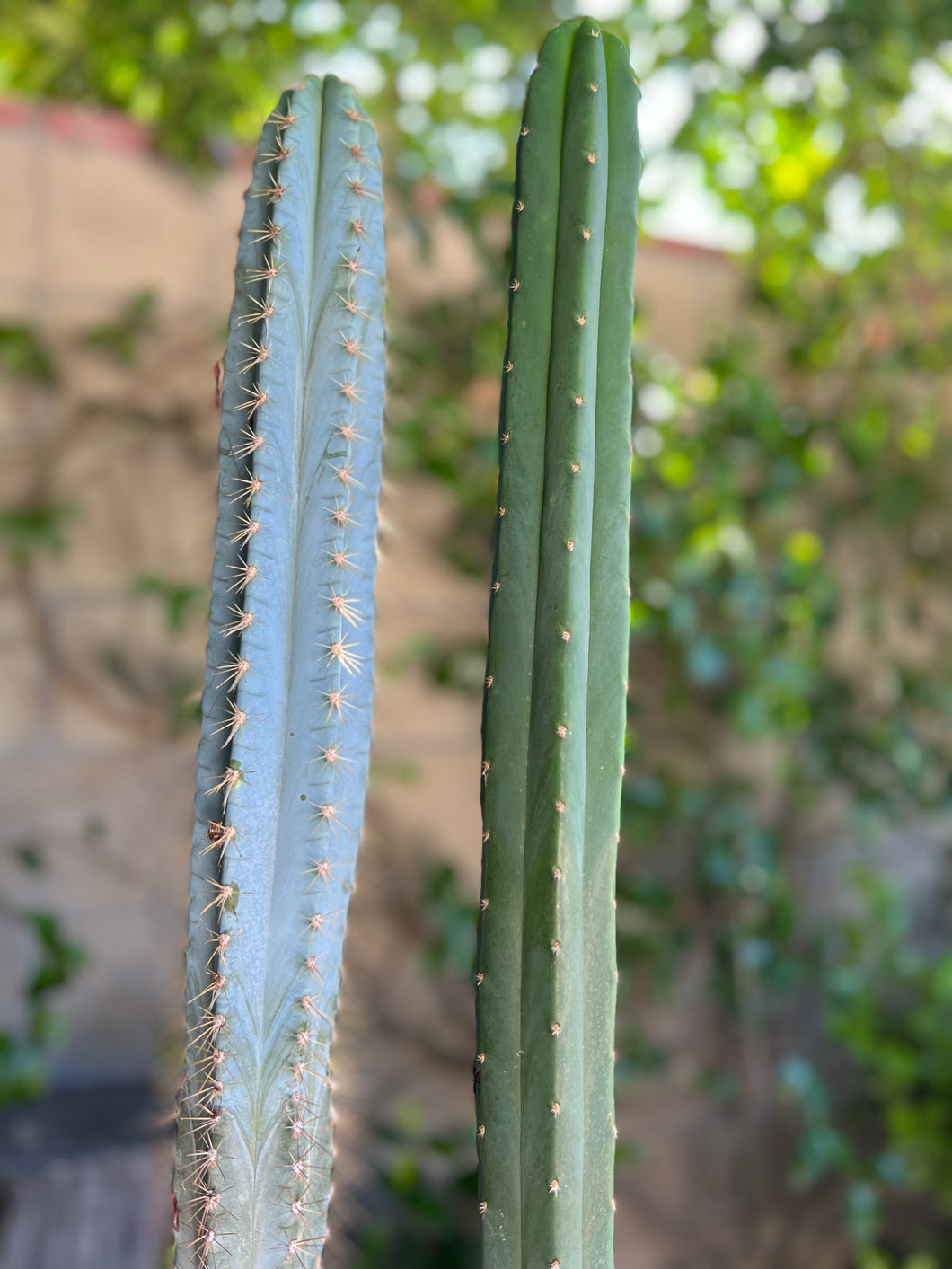 torch succulent Pilosocereus Azureus “Blue Torch Cactus" – ILoveTus Succulents