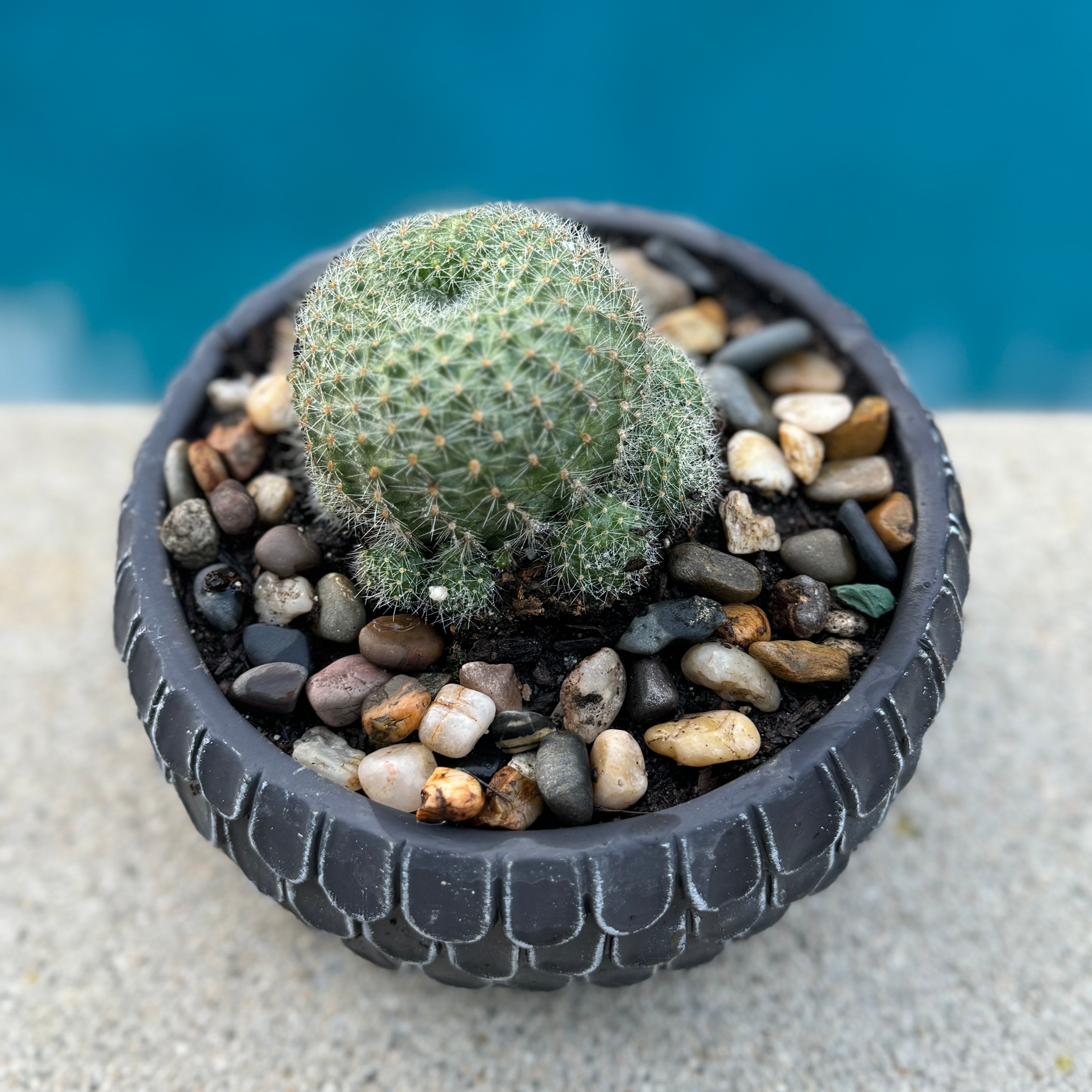 Rebutia Krainziana 